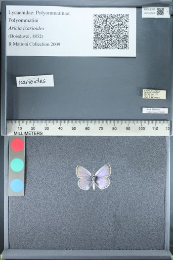 Media type: image;   Entomology 155007